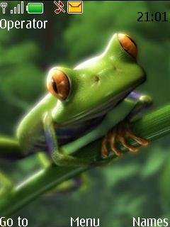Frog -  1