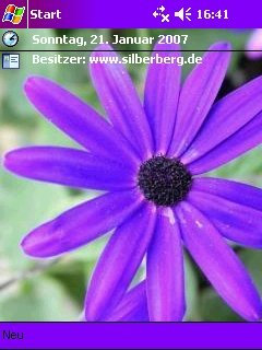 purple flower -  1