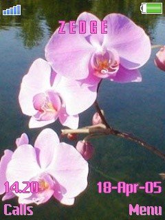 Orchide -  1
