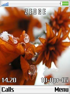 The Orange Flower -  1