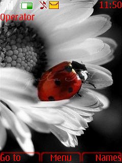 Flower N Beetle -  1