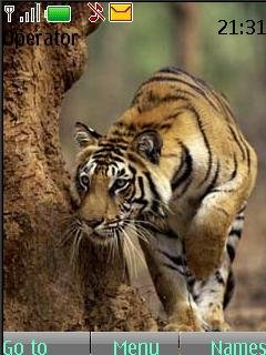Tiger Theme -  1