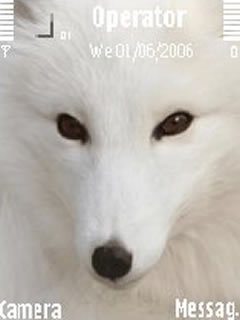 White Wolf -  1