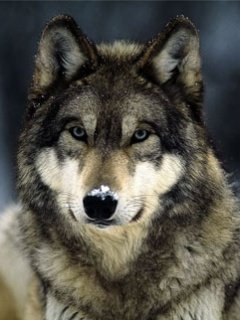 Wolf -  1