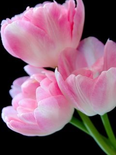 Pink Tulip -  1