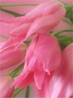 Pink Tulip -  2