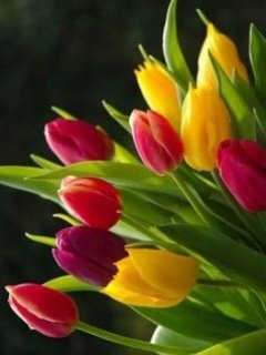 Tulips -  1