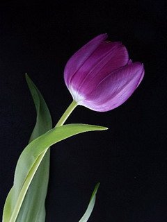 Tulips -  2