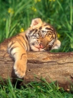 Baby Tiger -  1
