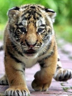 Baby Tiger -  2