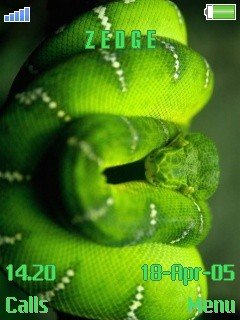 Green Python -  1