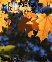Mapel Leaves -  1