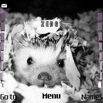 Hedgehog -  1