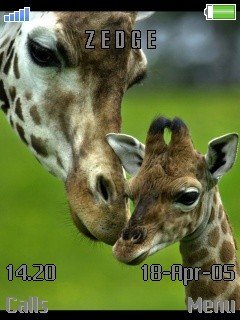 Giraffe Baby -  1