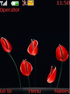 Red Anthurium Flower -  1