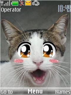 Anime Cat -  1
