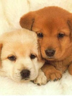 Small-puppies -  1