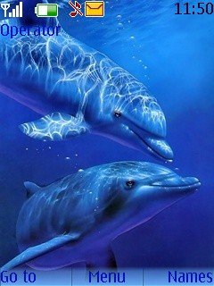 Dolphins -  1