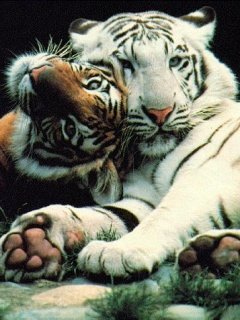 Tigers -  1