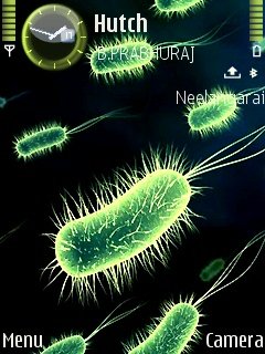 Bacteria -  1