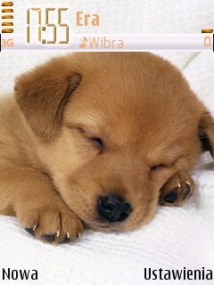 Puppy -  1