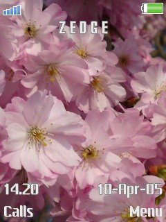 Cherry Blossom -  1