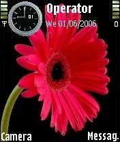 Pink Daisy -  1