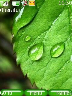 Wet Leaf -  1