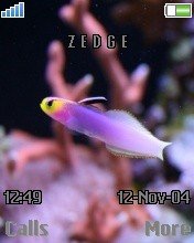 Fish Purple -  1
