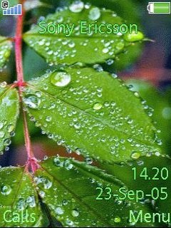 Waterdrops On Leaves -  1