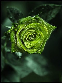 Green Rose -  1
