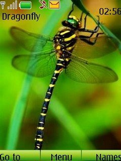 Dragonfly -  1