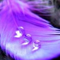 Purple Feather -  1