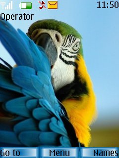 Parrot -  1