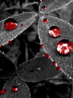 Red Drops -  1