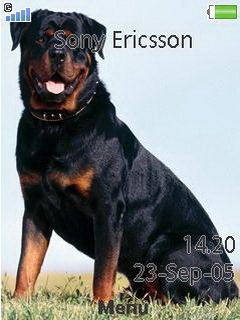 Rottweiler -  1