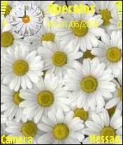 Daisies -  1