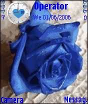 Blue Rose -  1