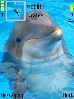 Dolphin -  1