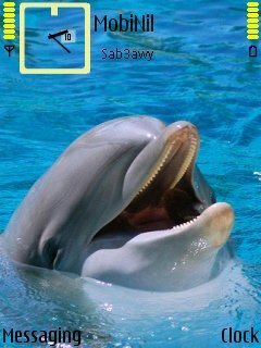 Dolphin  -  1