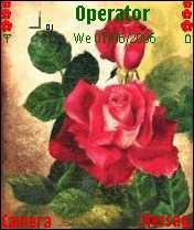 Red Rose -  1