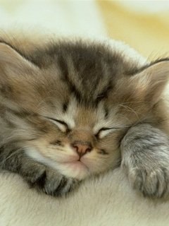 Tabby Kitten Sleepin -  1