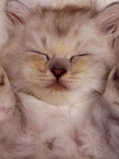 Tabby Kitten Sleepin -  2