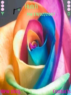 Rainbow Rose -  1