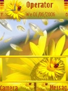 Sunflower Update -  1