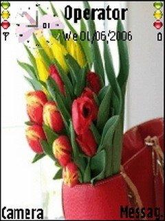 Tulips -  1