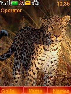 Wild Leopard -  1