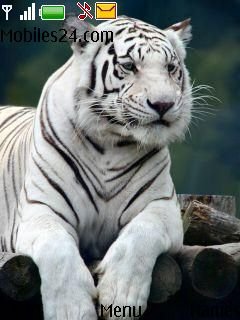 White Tiger -  1