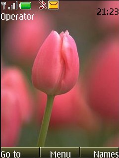 Pink Tulip -  1