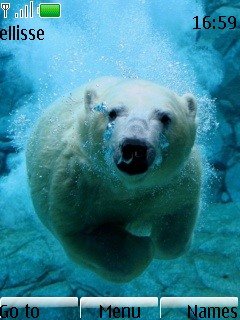 Polar Bear -  1